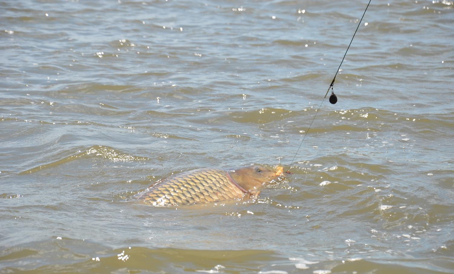 Montura KD, pas cu pas.